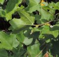 Acer campestre